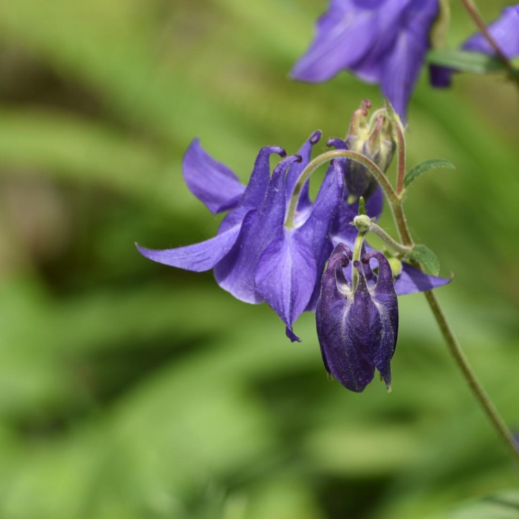 Zvonček (Campanula) ´SARASTRO´ kont. C1L
